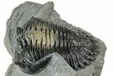 Multi-Tone Hollardops Trilobite Fossil - Ofaten, Morocco #311125-2